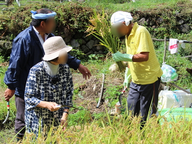 安渡産大槌復興米の収穫