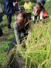 安渡産大槌復興米の収穫