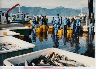 大槌魚市場で鮭の水揚げ
