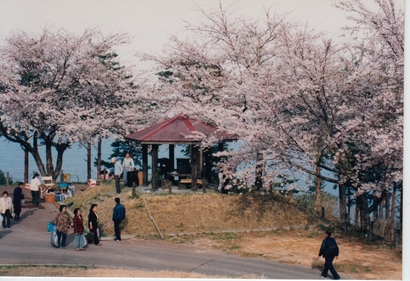 大槌町小鎚の高台にある桜並木
