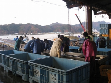 漁港の水揚げ