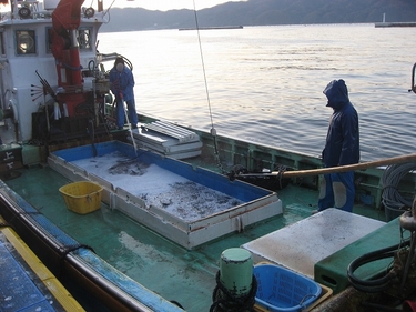 漁港の水揚げ