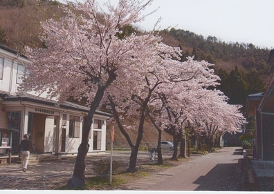 桜木町保健福祉会館前の桜並木