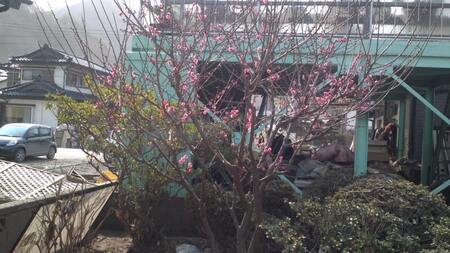梅の花
