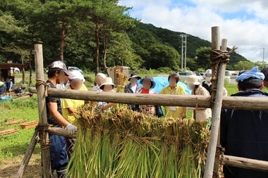 安渡復興米が初収穫
