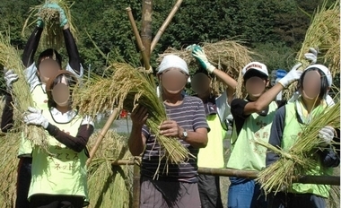 安渡産復興米が昨年の10倍の収穫量